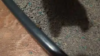epic kitty shit video (graphic) (60+)