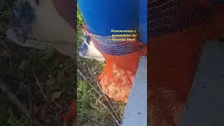 Моноблок для колки, рубки дров и измельчения веток на трактор