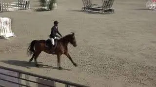 Dynastie de Beaufour - Vainqueur 6 ans Qualification au chronomètre Saint Lô