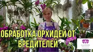 Обработка ОРХИДЕЙ от вредителей