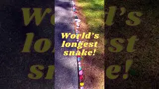 World’s longest snake? 🐍 #australia #snake #shorts