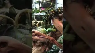 Сколько рожает хамелеон?