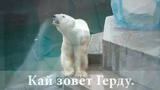 Герду с медвежатами перевели на дачу, чтобы приготовить завтрак, но плохо стало Каю.