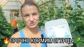 🔥СРОЧНО 🔥КОРМИМ ОГУРЦЫ!!!🥒 Важная подкормка для плодов!!!!