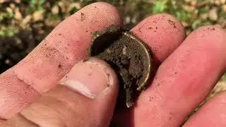 ЗОЛОТАЯ ОСЕНЬ ДАРИТ ЗОЛОТО