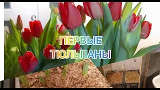 Выросли тюльпаны в душевой кабине, или тюльпан без затрат.