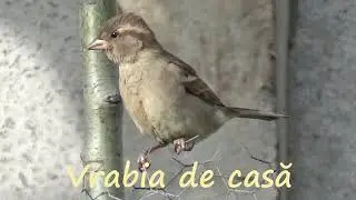 Vrabia de casa/House sparrow