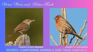 Comparing the House Wren and House Finch