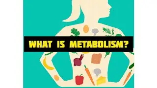 What is Metabolism | Knowledge about Metabolism| Healthy Life Healthy World