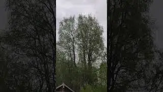 Кукушка