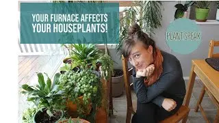 Fall plant transition/bringing plants indoors/Tips and tricks/overwintering