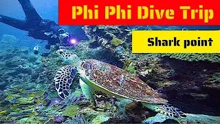 Phi Phi Dive Trip with Shark Point