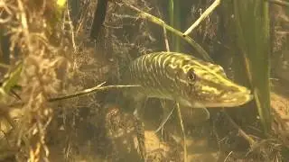 Как не погибнуть на подводной охоте: Подводное ружье