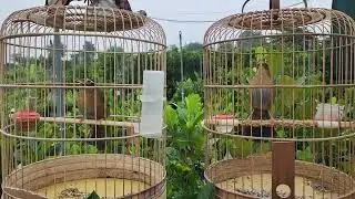 2 EM BỘ CỰC TO ( 0965996968)