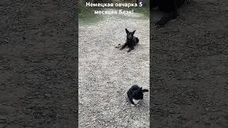 Немецкая овчарка 5 месяцев Блэк! Железная выдержка!