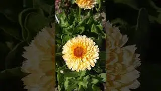 Цветок Солнца, который решил, что он хризантема))).