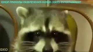 ЛУЧШИЕ ПРИКОЛЫ ПОЗИТИВНЫЙ ДОМАШНИЙ ЕНОТ