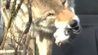 Coyote Eating A Rabbit