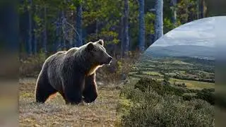 Как медведь пас овец у подвижника Божьего.