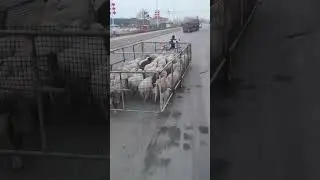 What an idea, guru.. The shepherd's idea is a joke.. Viral video!