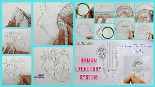 Most Important Diagrams You Must Practice Class10 Biology