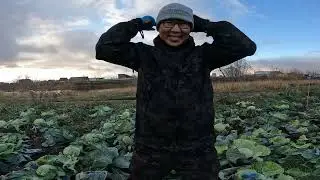 Расхитители капустных грядок
