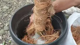 Coconut Coir Post Making from Scratch