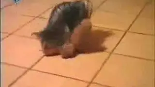 Crazy Dog