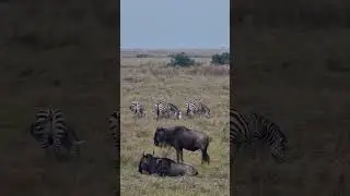 Куда поехать в отпуск с детьми? 🌏 Сафари в Африке!