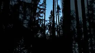 Белые ночи в лесах Карельского перешейка   #nature #travel #поход #природа