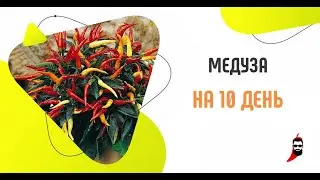Острый перец Медуза на 10 день