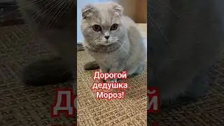 письмо девушке Морозу 🤣 