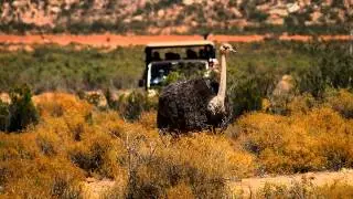 Ostrich walking towards us