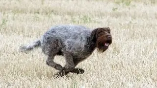 Griffon Korthals