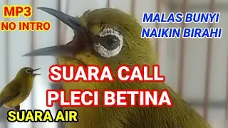 SUARA CALL PLECI BETINA||SUARA PLECI BETINA