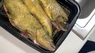 Trout And More Fishing