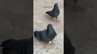 shahjahanpuri pigeon breed 🔥 | #pigeon #kabootar #shortsfeed #shorts
