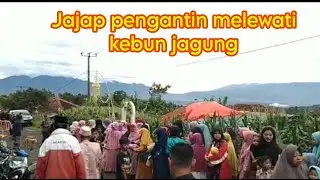 Pernikahan yang unik rumah calon pengantin di kelilingi kebun jagung