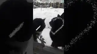 Мур Мур Между нами амур Shorts