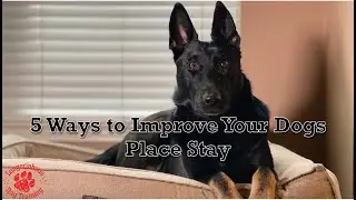 5 Ways to Improve Your Dogs Place Stay!
