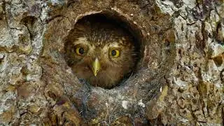 Уханье совы Eurasian pygmy owl