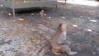 BiBi goes to pick fruit || BiBi Baby Monkey Eating Apple