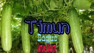 Buat WANITA! Begini Cara Yang Benar Pakai Timun