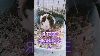 Ты можешь сказать нет два раза? #свинкакася