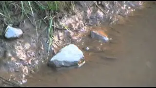 GREEN FROG HABITAT