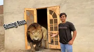 Big Lion Coming Soon 😍