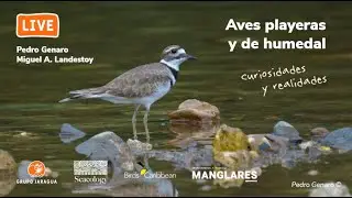 Webinar: Aves Playeras y de Humedal: Curiosidades y Realidades