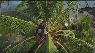 The Tree of Life - stages of the coconut tree. | Polyasianztravel