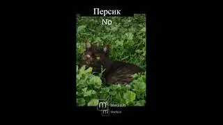 песни в головах Таси, Персика, Миши, Юми, Элис и Тиффани