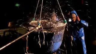 A lot of fish are landed and processed in the factory | Hiketa(Higashikagawa City, Kagawa Pref.)
